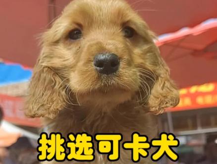 #可卡 金毛的外表,史宾格的智商,还烫了贵宾般的长毛小卷~#英国可卡犬 你心动了吗#可卡犬 #萌宠 #萌宠推荐官