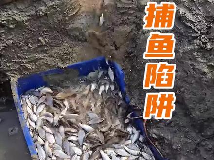 孟加拉渔民活水引鱼法,鱼儿自己就钻进陷阱里#户外捕鱼 #抓鱼 #捕鱼陷阱