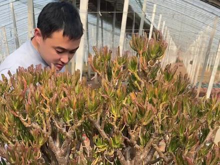 超级吸米树一直不旺盛,今天拔出来看看咋回事,原来是根部腐烂了,砍掉坏的重新栽吧! #多肉植物养护小常识