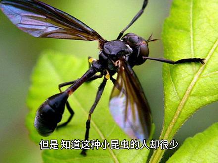 #中视频计划#昆虫记#舍腰蜂#科普#瑜瑶悦读 昆虫记之舍腰蜂