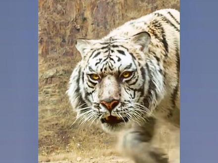 1974年为农历甲寅虎年,生肖属虎,纳音为,大溪水,我们俗称水虎命。都说十虎九不易,命不好,说白了就是性子急,心软善良吃不完的亏,还不长记性!