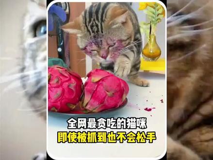 全网最贪吃的猫咪,即使被抓到也不会松手 #动物的迷惑行为 #猫咪成精 #吃货猫