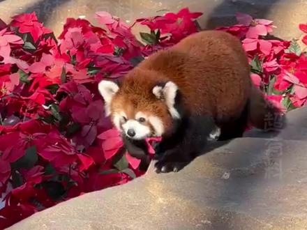 要是人类也有尾巴的话……#小熊猫 #可爱 #治愈