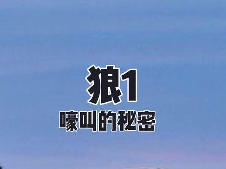 在动物世界中,狼嚎叫的原因是什么呢? #狼 #毛衣路说博物