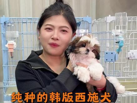 你们知道一只纯种的西施犬到底长什么样吗#西施犬 #西施犬多少钱一只 #西施犬幼犬