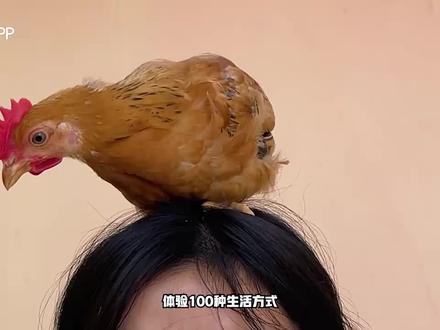 侠客红尘体验一百种生活方式之挑战在一百只鸡的房间生存24小时