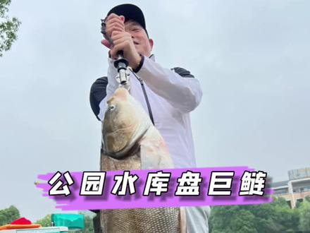 公园小水库钓巨鲢,切线跑鱼状况不断,老板含泪挣了我300,还说希望我下次再来。#结束宅家去感受夏天#2022dou来钓鱼#dou是钓鱼人
