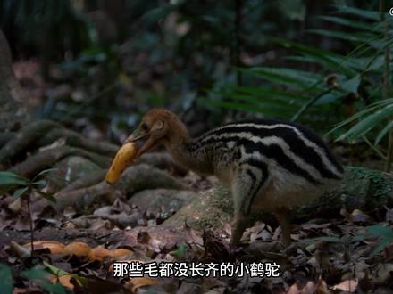 恐怖的“杀人鸟”鹤鸵,一脚就能开肠破肚,踢穿钢板#鹤鸵 #食火鸡 #鸵鸟 #野生动物零距离 #鸟类 #动物世界