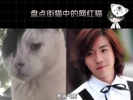 今天盘点街猫中那些大名鼎鼎的网红流浪猫猫,新鲜哥,睡觉哥,大旧哥,粘牙哥,冻干姐,狸师傅,刘海哥#宠物知识 #科学养宠攻略 #猫咪的迷惑行为