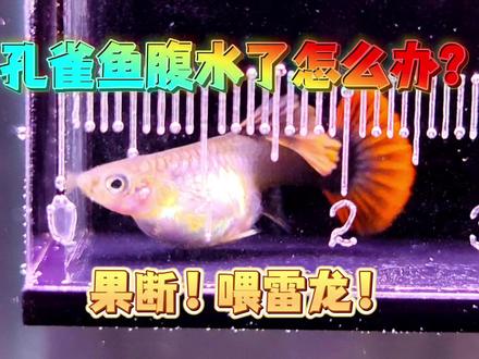 孔雀鱼腹水了怎么办?果断直接喂雷龙!