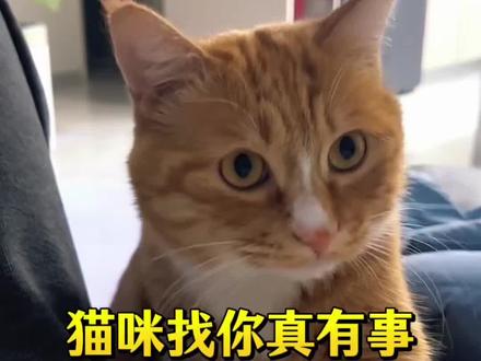 猫咪找你有事的10个表现 #猫咪#科学养猫#新手养猫#养猫经验分享#萌宠出道计划