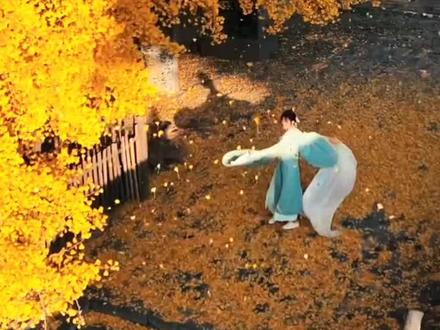 秋天河南赏银杏#秋天 #银杏