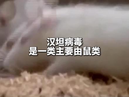 #汉坦病毒主要由啮齿动物传播 #专家称无需担心汉坦病毒大规模暴发