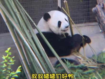 2023.7.10 | 萌兰近期出来的固定时间,希望不播萌兰的主播不要误导大众,直播的时候别人问萌兰不管出没出来都说它不在回屋了。
(cr:@王烟花 )#大熊猫萌兰 #萌兰 #萌兰么么儿 #北京动物园 #西直门三太子