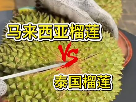 马来西亚榴莲跟泰国榴莲哪个好吃 #榴莲 #榴莲爱好者 #猫山王榴莲 #榴莲批发 #金枕榴莲