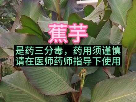 蕉芋:其块状根茎,药食两用#身边的中药 #茂名电白