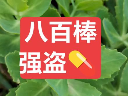 八百棒,强盗💊磅咕噜💊认识的朋友评论区留下宝贵的意见