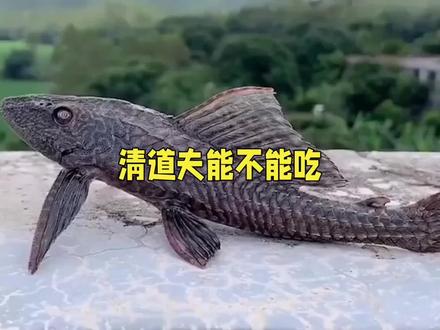 清道夫能否食用?专家揭秘真相,关乎你的健康