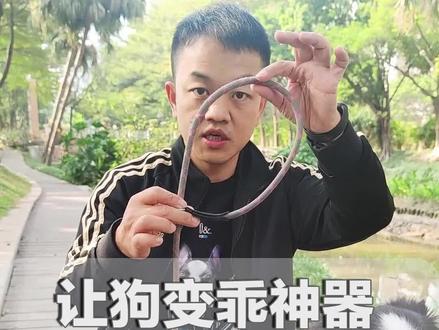 让狗狗变乖的神器,P绳使用手册 #科学养宠 #训犬 #边境牧羊犬