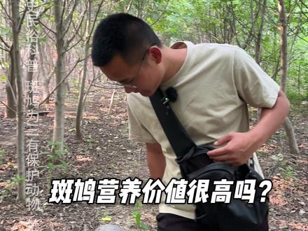 宁吃飞禽一两,不吃走兽半斤? #斑鸠 #保护野生动物 #户外