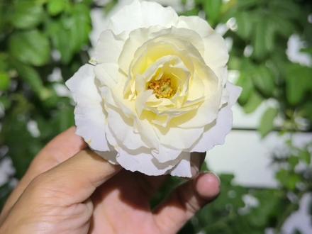 #涵仙月季 两广月季花墙的希望就是它,花友们夏天不要入苗啊!忍住别折腾自己,国庆下手准没错