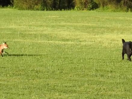 狐狸活的不耐烦招惹大狼狗,结局令人瞠目结舌#动物解说 #弱肉强食的动物世界 #狐狸