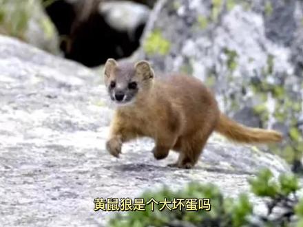 黄鼠狼真的很坏吗 #动物 #爱护大自然保护野生动物