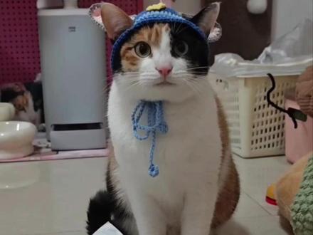 但凡网速慢一点,都不知道是什么,盘点“萝卜纸巾猫”梗的抽象之路