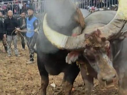 南亚战神 vs 一战成神 #松批斗牛城 #九挂村