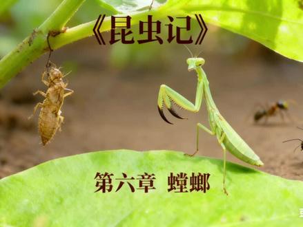 《昆虫记》第六章 螳螂#每日分享