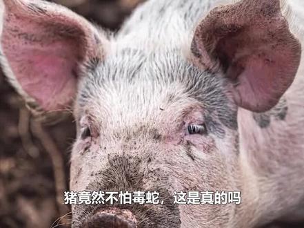 猪是蛇的“克星”?再毒的毒蛇都杀不死一头猪,有何科学依据? #野猪 #蛇 #天敌