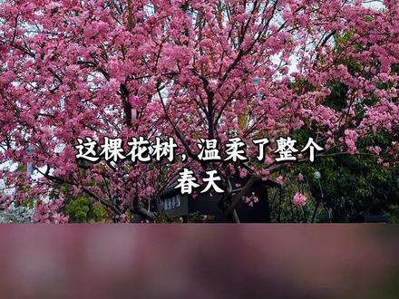 春天的莫愁湖海棠花美如画