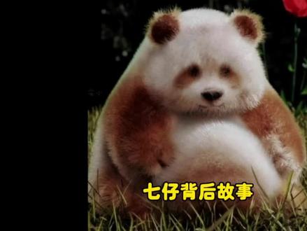 可爱小七仔“身份成谜”到底是被亲妈遗弃?还是被人家好心救助?#七仔 #大熊猫七仔 #大熊猫 #野生大熊猫 #国宝