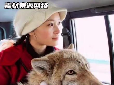 对格林来说李薇漪不仅仅是妈妈也是恩人#狼 #情感 #格林 #纪录片 #动物
