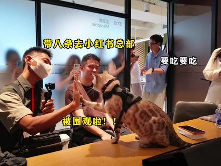 带八条出门又又又被围观了~ #猫咪小院 #小锋小志 #豹猫八条 #八条生日