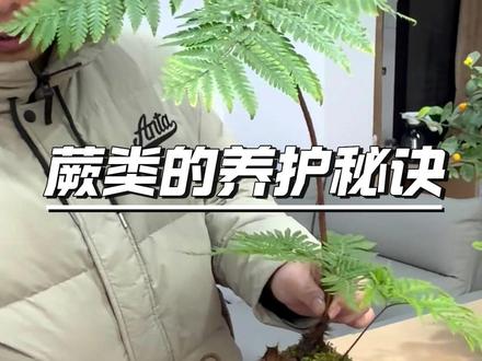 “水培苔藓球蕨类的养护小秘诀” #花卉绿植 #室内盆栽 #蕨类植物