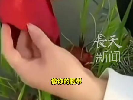 纪录片《#重返狼群 》再度翻红,博主解说视频获赞超840万,冰窟救母、病中送食、归还红腰带等片段封神,跨越物种的羁绊让万千网友为之泪目。#感人故事