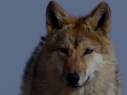 #重返狼群 #重返狼群格林 几年前,看过电影,小说,别看边哭。今年又看了一遍,有评论说,李微漪为啥不和格林找一个地方一起生活。因为狗不怕人没事,狼不怕人死定了,因为他们已经退无可退,因为比生命更重要的是自由。