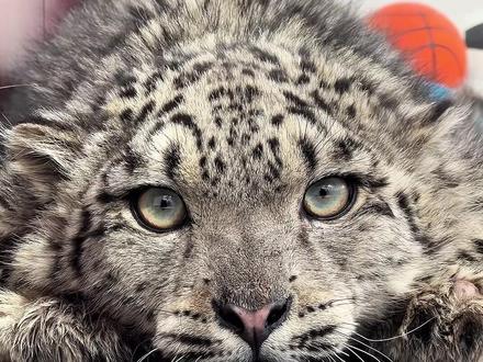 十种不一样的哈基米,你最想撸哪只? #动物 #哈基米