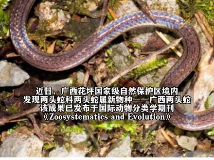 广西发现新物种——广西两头蛇#新物种 #两头蛇