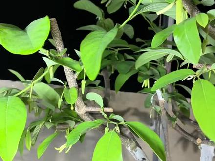 释迦授粉器人工授粉 方便简单,不用整天找不到花粉,只要今天晚上我们瘦了粉,明天晚上变成全开,又可以取粉#释迦授粉器 #释迦授粉 #释迦授粉器授粉#天台释迦