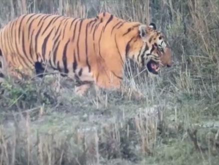 第2集|狮王辛巴vs凯皇085,如果两者一对一正面硬肛,谁会笑到最后? #狮子 #老虎