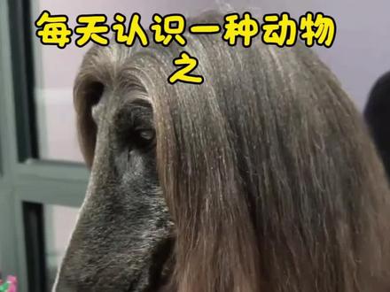 狗界的颜值担当#阿富汗猎犬 #狗 #狗子成精了 #动物科普 #神奇动物在抖音