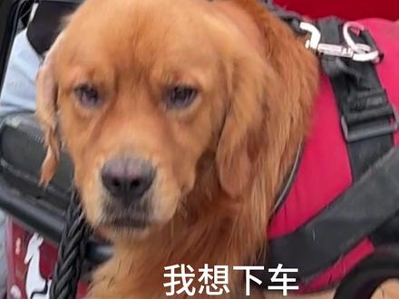 带小金出去玩🌚。狗:sos