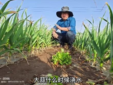 大蒜年后第一水到底什么时候浇,浇太早地温地沤根,太晚影响长势影响产量,到底应该听谁的,看完这个视频自有答案,视频里的是百亩田大蒜制种实验基地的极早熟品种,利皇一号,已经追过提苗水浇过返青水,长势喜人#农业技术 #来抖音学农枝 #乡村英才计划 #服务三农 #大蒜种植