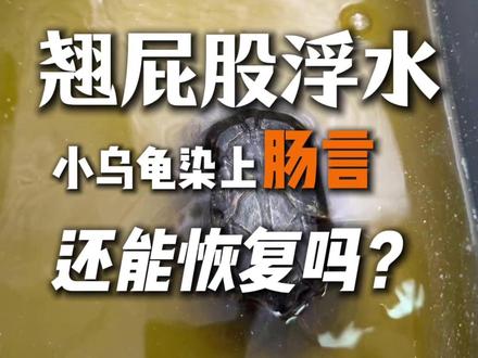 翘屁股浮水拉绿色便便 #养龟日常