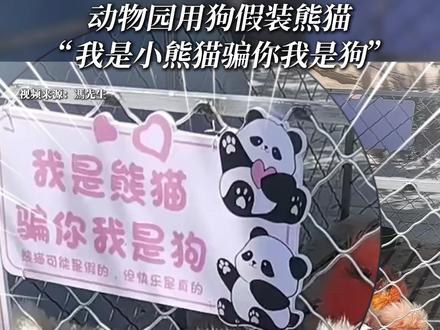 动物园用狗假装熊猫 “我是小熊猫骗你我是狗” #安徽一动物园用染色狗扮演熊猫 #动物园回应用染色狗扮演熊猫 #熊猫狗 #动物园里有什么
