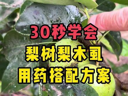 梨木虱防治用药搭配,看完你也不用再问其他人了#梨木虱#梨树管理 #梨树虫害 #农卫士 #农业知识