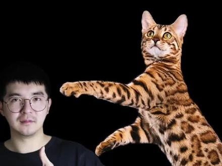盘点网络爆火奇奇怪怪的猫梗#萌宠出道计划 #抖in萌宠计划 #hapyy猫 #oiiaioooooiai #猫咪