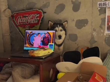 哈妹苏西同一时间现状🤣哈妹能吃能睡能溜达🤣苏西顺顺利利哦💪#哈妹苏西怀孕 #土松小米 #哦可爱可爱